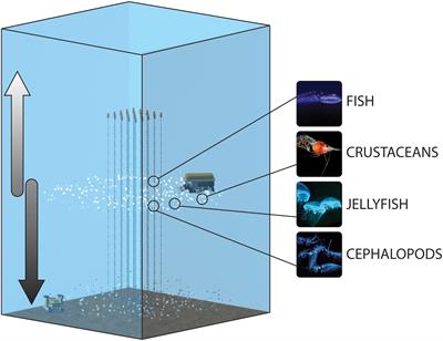 Integrating Diel Vertical Migrations of Bioluminescent Deep Scattering Layers Into Monitoring Programs